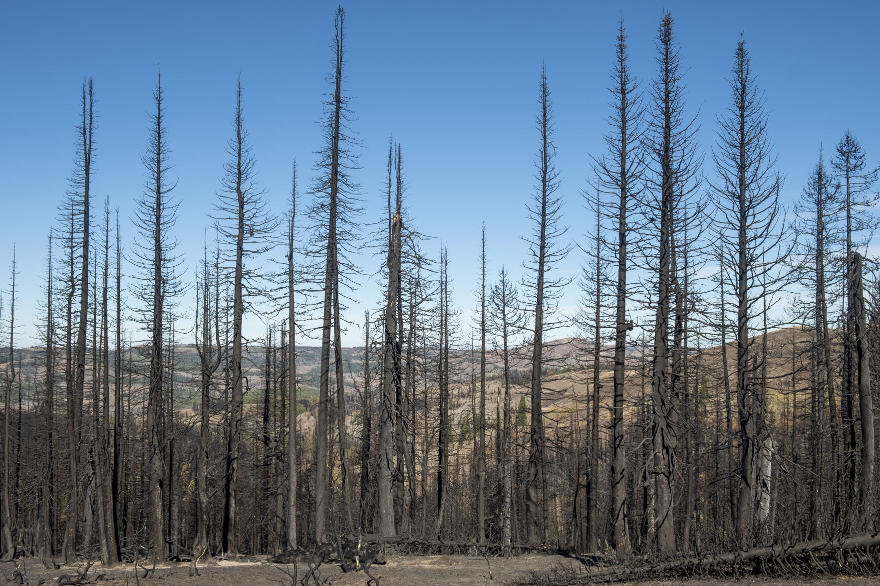 Badger Fire damage south end